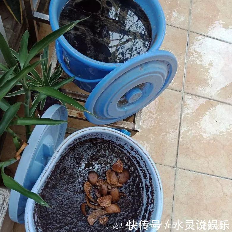 鱼缸|盆土硬成大疙瘩,浇点松土剂,立马软得像发糕!