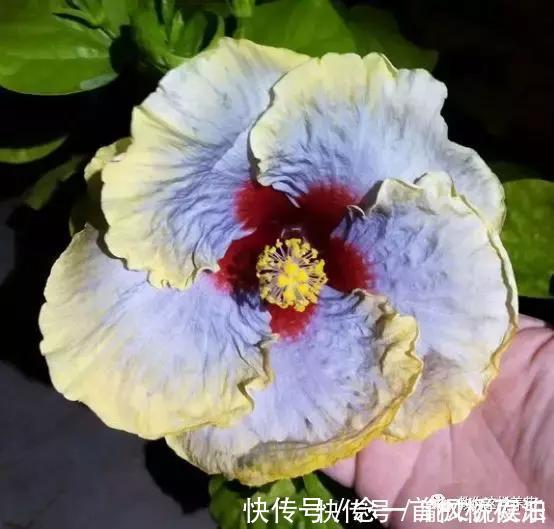 扶桑|1种花一开就是300多天，好养又漂亮，新手懒人都能养！