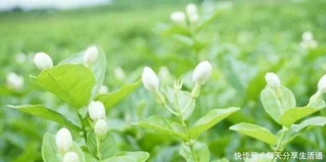 米兰花|这4种花香到让人怀疑人生,室内放一盆,满屋都是清香味!