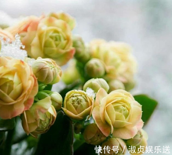 长寿花|长寿花放在暗屋子里,对开花不好!小花匠教你养好长寿花!