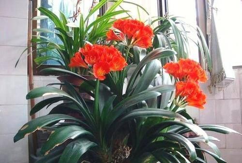 宝贝|这种小东西，可是养花宝贝，盆底垫一些，不黄叶，根壮开花多！