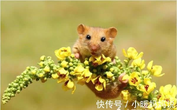 五行土宜生金|“天上凤凰，地上金鼠”，强调72年“本命鼠”，50岁后命有多好？