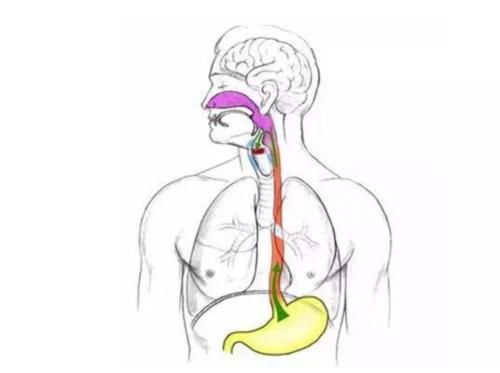 食管癌产生的三个原因,做到这6个方面,提前预防食管癌的出现