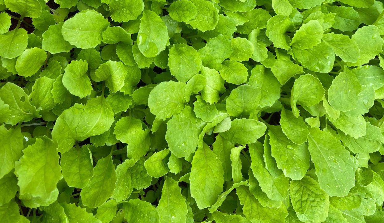 秋冬阳台可种“2种菜”,长势特别好,好养好看好吃很实用