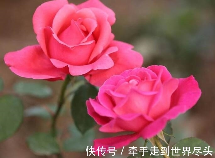 四季|月季不开花?教你“3法”,给它“摘心剪发”,四季开花年年爆盆