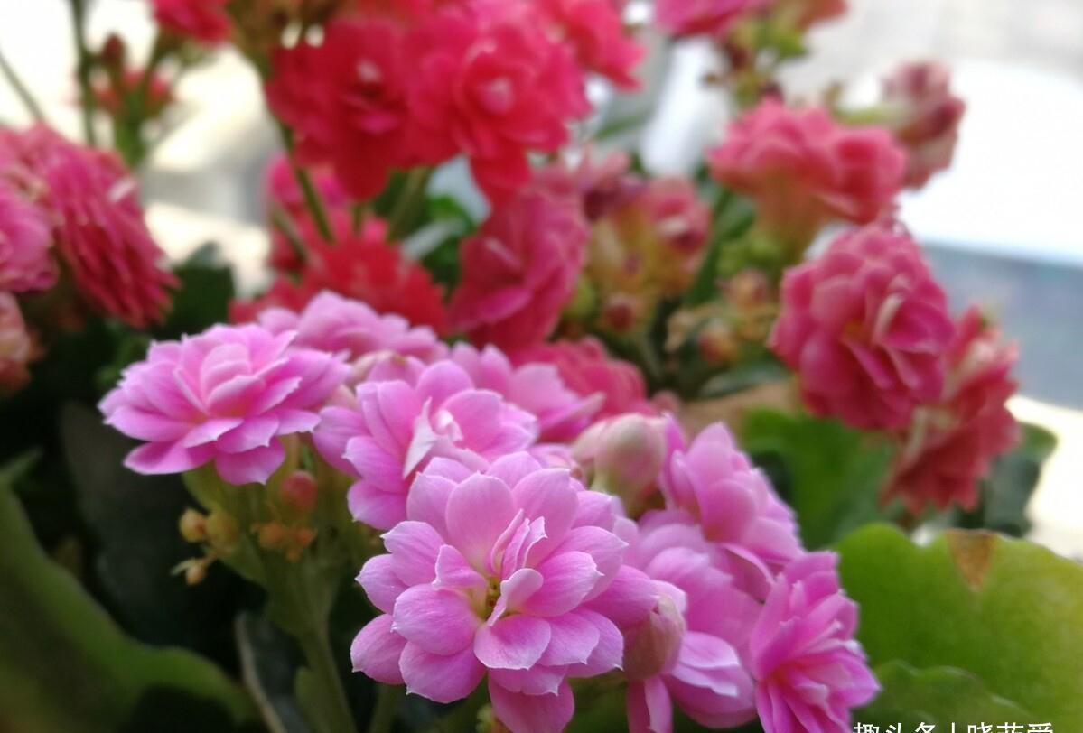 养不活花的人,建议养这“5种花”,好养好看又实用