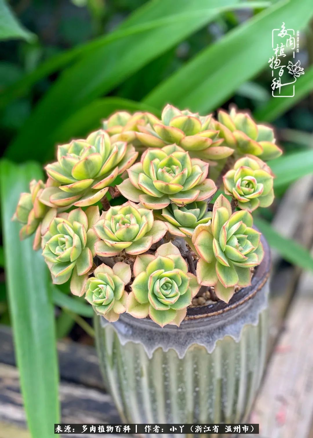 祖上无院家里无矿,一腔浪漫情怀付诸楼顶造花!