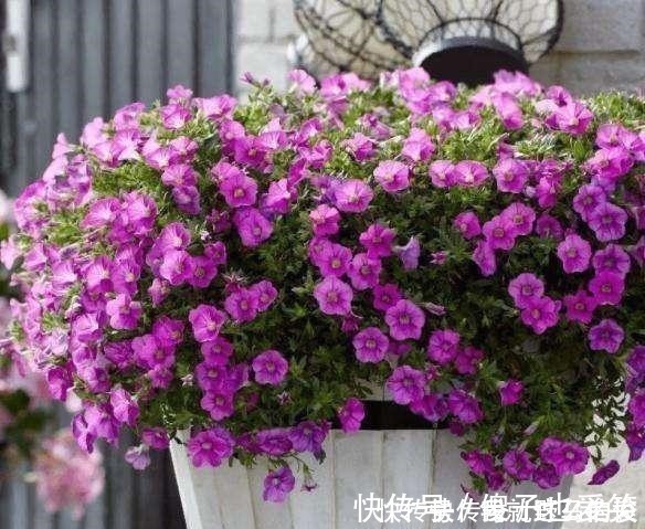 花芽|4种花,要一边长一边掐,越掐枝越多,花量成倍翻,开花密密麻麻!