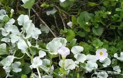 农村最“珍贵”的野草,被苗族人民奉为“神草”,是种不错的中药