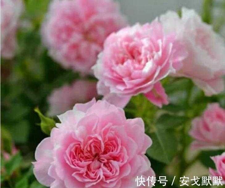 家里必养“4种花”,好养又漂亮,年年开花不断,美翻天!