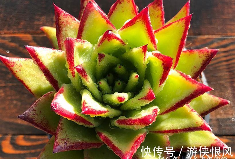 多肉黑檀汁、口红和红檀汁颜值大比拼，谁才是你心目中的冠军？