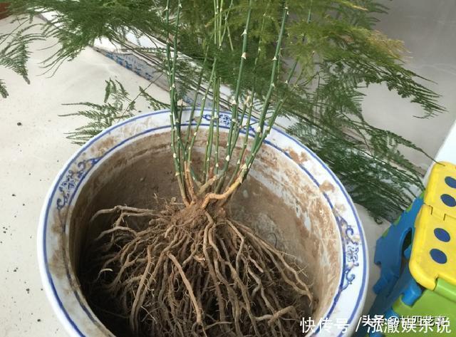 浇水|7种花,就要“穷着养”,花盆越小,长势越喜人