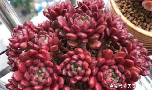 花友|美美的多肉红宝石,颜色鲜红长成手捧花,原来是这样养出来的