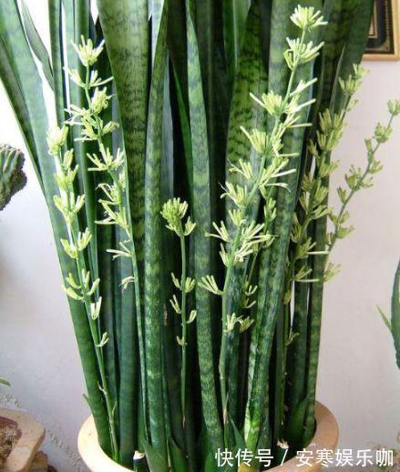 养花高手,能把普通的植物“养开花”,比如虎皮兰、富贵竹、玉树