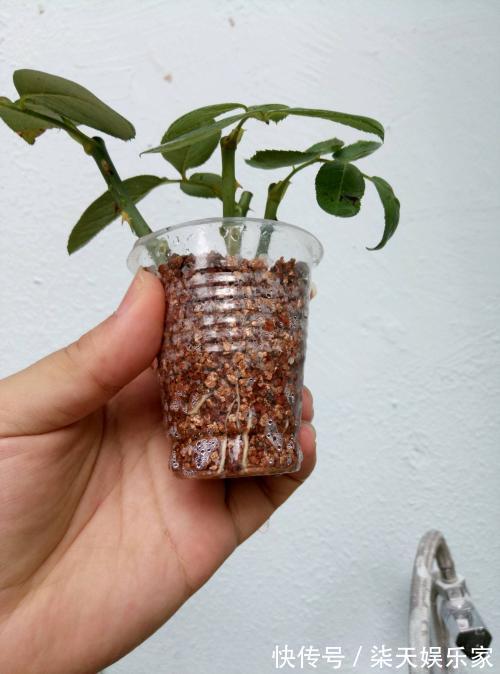 花友|花谢后做这一步，3天窜8个芽，一个月就爆盆！