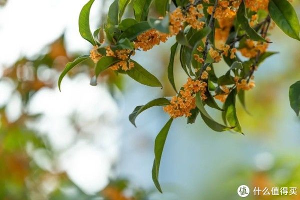 出游|金秋赏桂出游指南：唤醒秋天的记忆，只需一缕桂花香