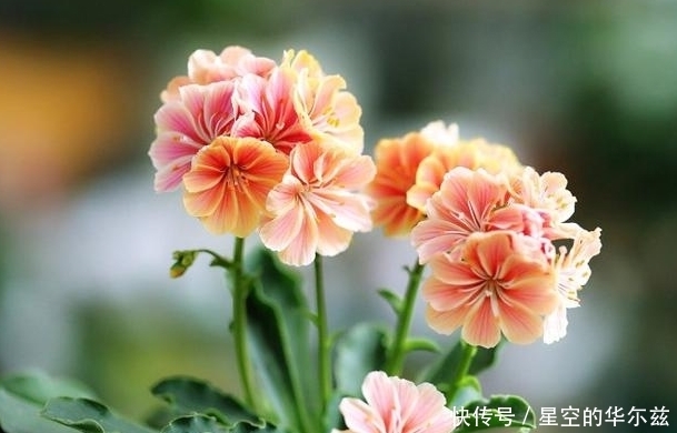 养护|花期半年的多肉植物,不过得小心养护哦