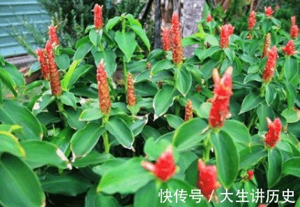 小冠花|农村有些少见的野菜,治荨麻疹,疮疖肿毒,中耳炎