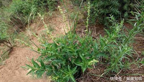 农民|农村这种野草长满刺,农民见了就砍,却不知是珍贵的“接生草”