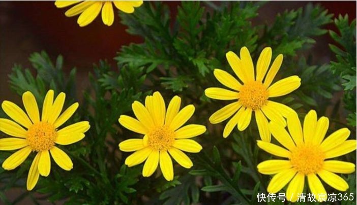 养花养个菊中精品,“绿安娜”,似绿水秋波,优雅美丽