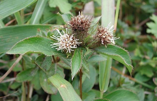 稻谷|万病之源是寒湿,教你6招自测!祛寒湿,这简单一味中药就搞定!