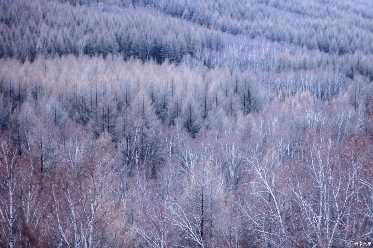 童话世界|【爱卡踏青季】穿行于乌兰布统洁白的童话世界②白桦林间