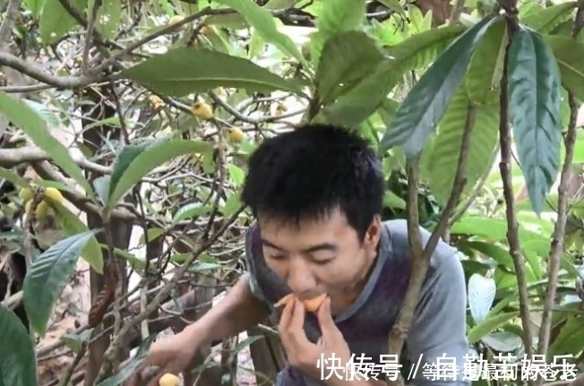 采摘|小伙冒险爬上高高的大树,只为了摘一种金黄色的果子,大伙都吃过