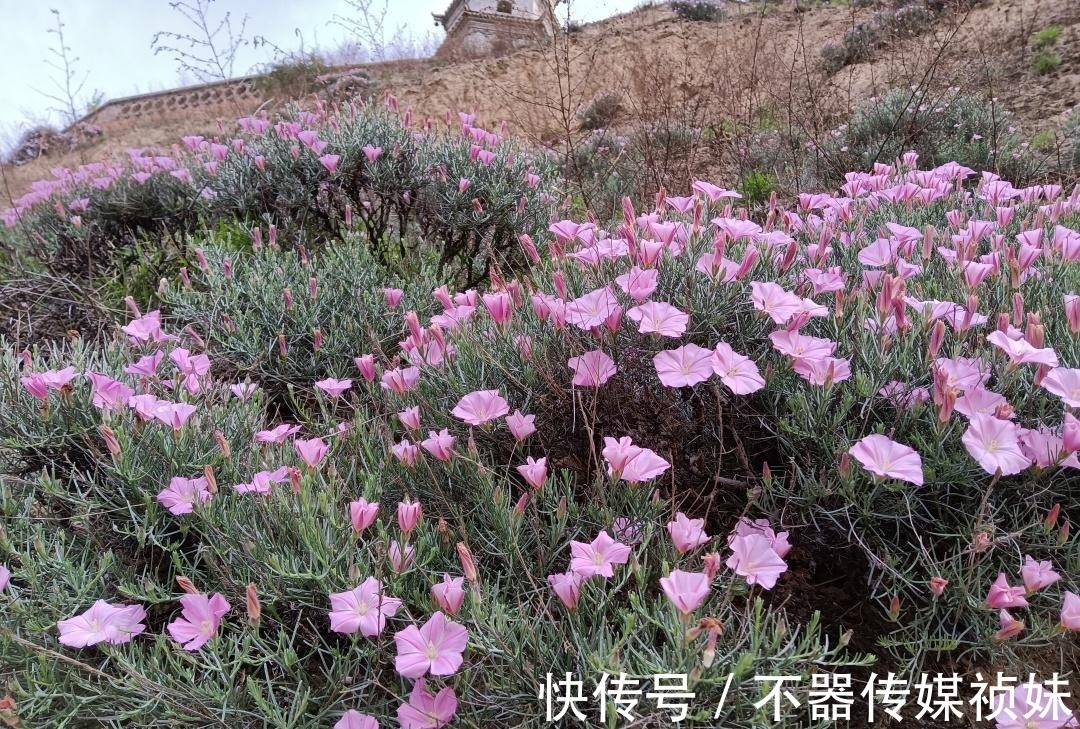 湿地|探索黄河岸边不知名土山，坡上开满奇怪的花朵，路边横着清代墓碑