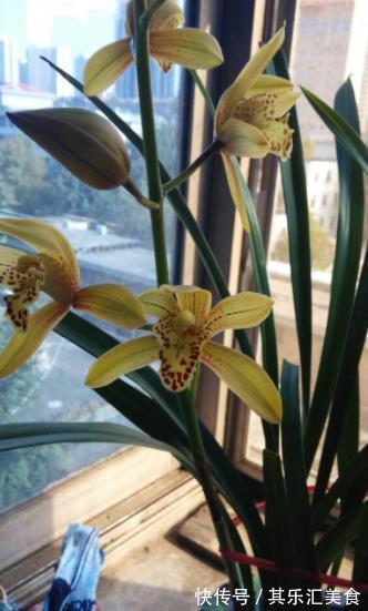 新手养兰花,教你一招叶子自然矮化,长势旺盛花苞更多