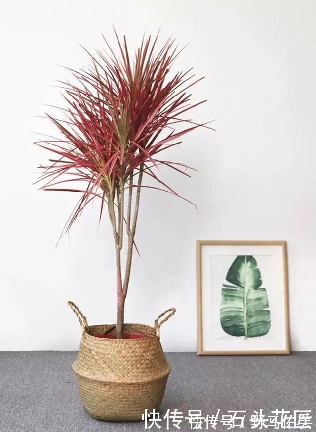 过年之前，给家里养“4种花”，好养好活、寓意红红火火