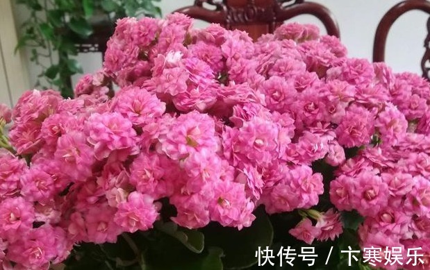 养花就养鲜艳漂亮的，不开花时可赏叶，花开色彩繁多，太美了