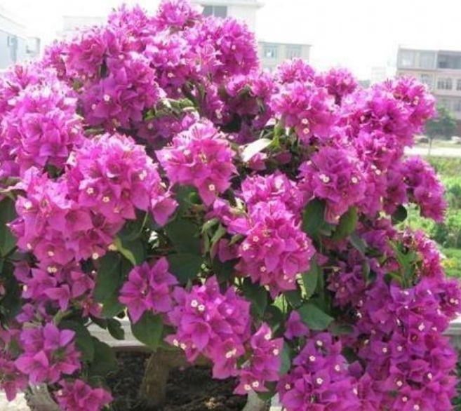 适合冬天养的花卉，风吹开花旺，满屋子飘香