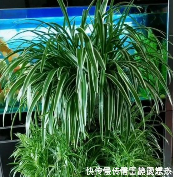 养分|花盆土太硬?1种“松土水”,浇3回就“松软”,省得换盆了!