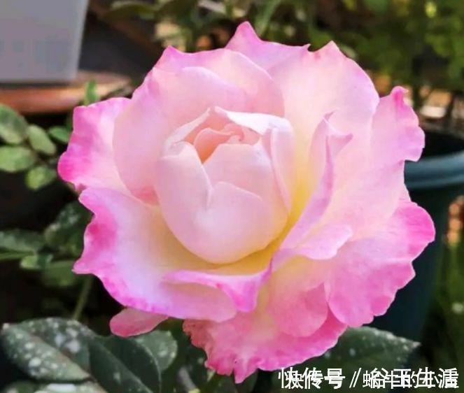 谁见了都喜欢的4种花,好养又漂亮,一年四季可开花,快快养起来