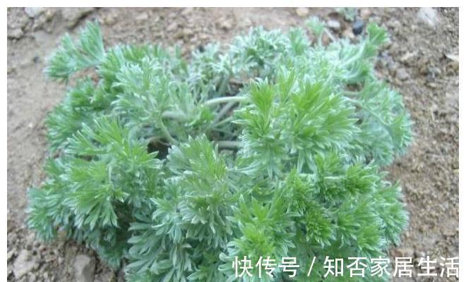 好吃|农村“超好吃”的5种野味，用来做菜特别香，但经常被误认成野草