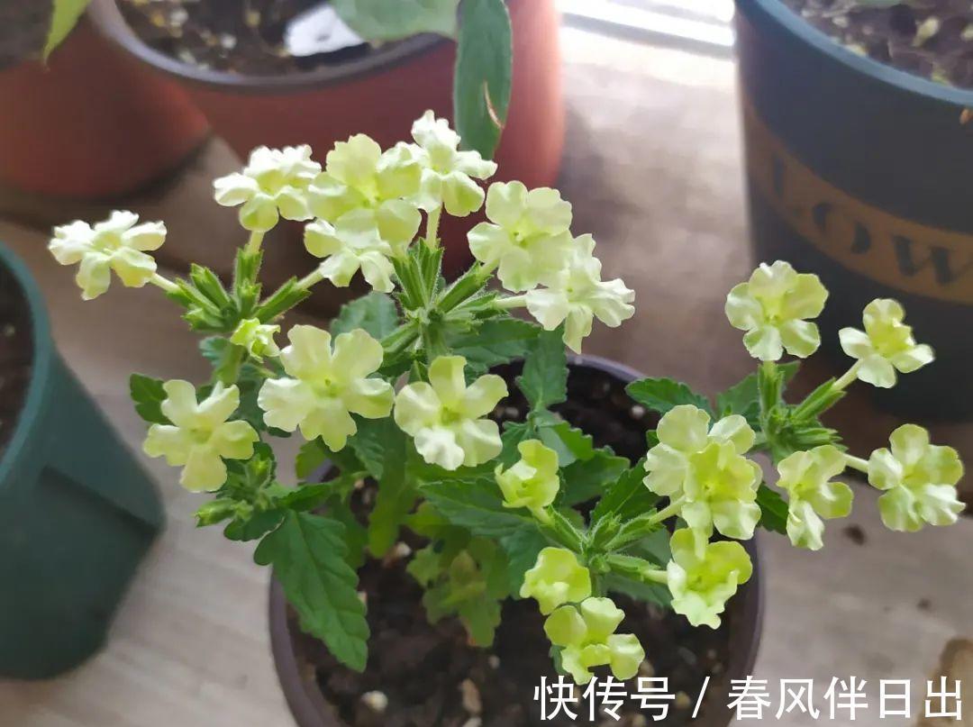 施肥|8种花赶紧剃头，剃得越狠，开花越多
