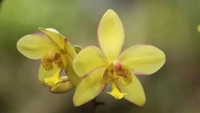 最全的兰花大鉴赏,看看你都见过几种兰花!