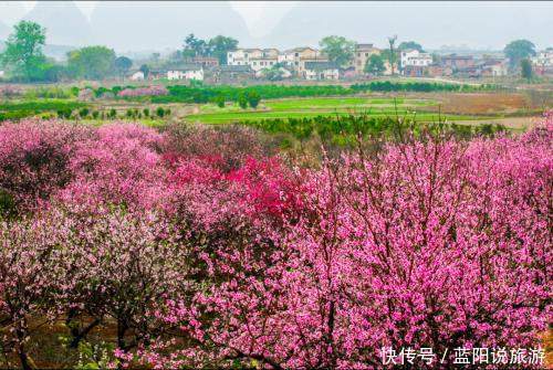 老年|2021年春季国内赏花（二）桃花，推荐16个打卡地