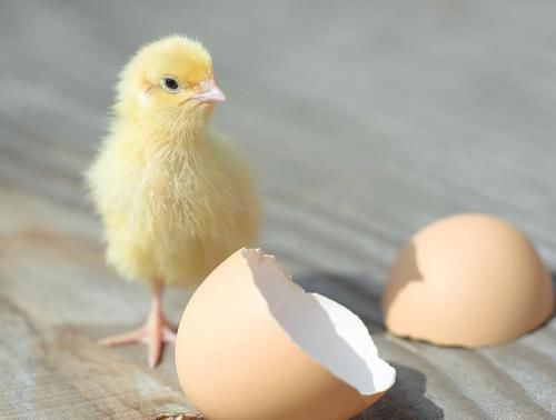 熟鸡蛋照样孵化小鸡，科学不是变魔术