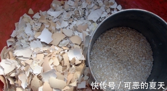 家庭养花:该怎么合理“混搭”蛋壳、白醋?