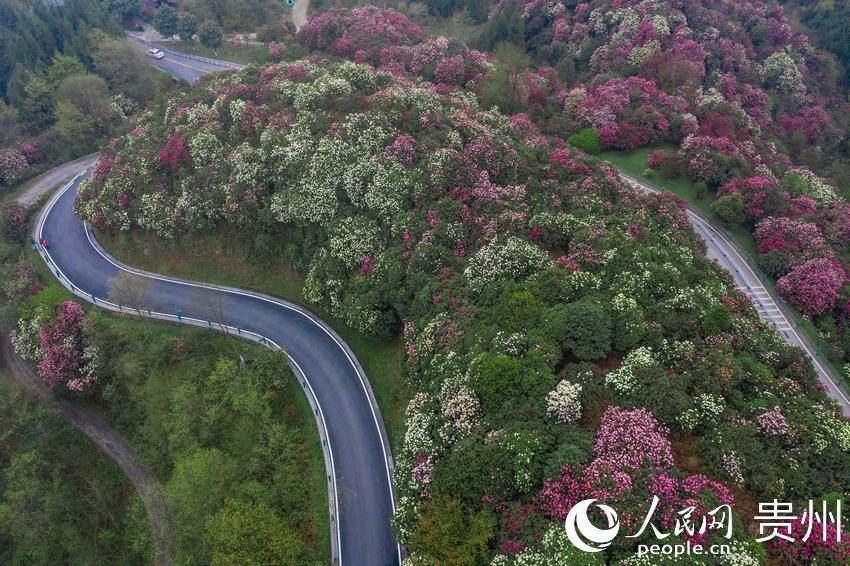 一路繁花似锦 百里杜鹃花开