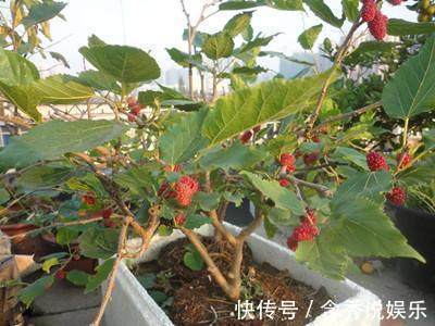 阳台|这几种水果不用花钱买，家里阳台很容易种，结的果子还特别多！