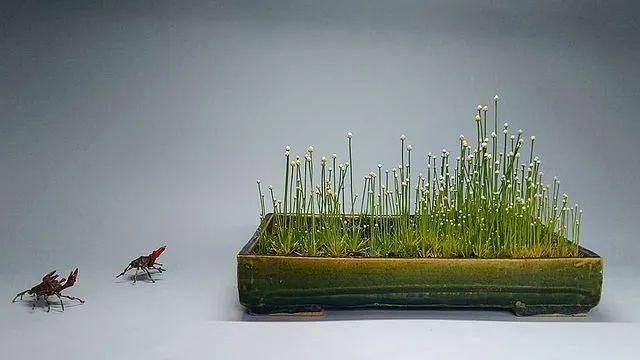 山野草，也高雅！