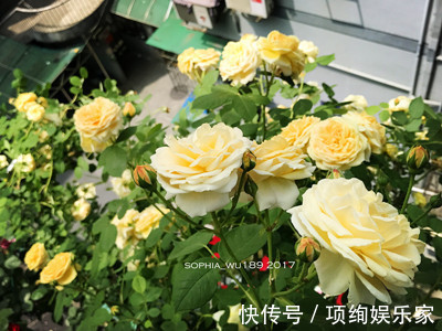 花仙子的阳台,30多种月季如瀑布,路人都停下来观望,太美了