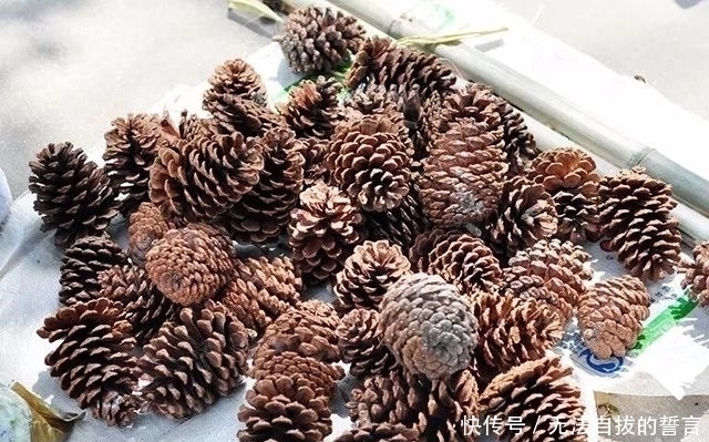 丝瓜络|花盆里加点这个,10年不用换盆,花儿越开越旺!