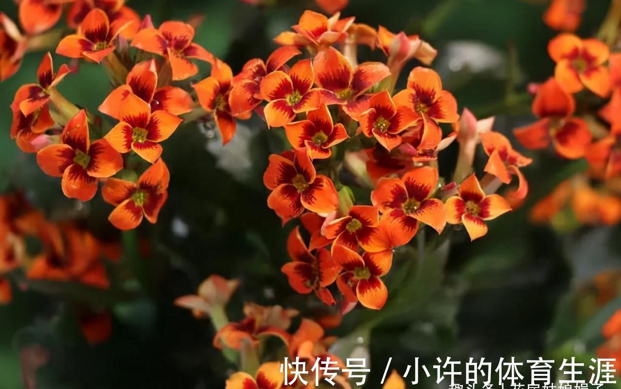 长寿花的花期到了,做好这6个方面,花苞密密麻麻,花朵开满了盆