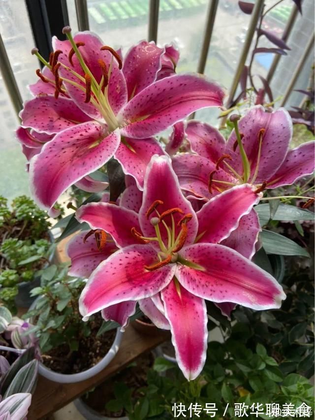 夏天养花,这个地方千万别摆,否则3天死翘翘