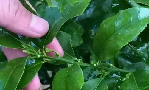 花友会|磷酸二氢钾养花虽好,但“4个阶段”不适用,别再弄错了