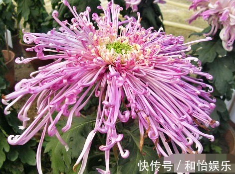 花友们|喜欢菊花，不如养盆“菊中珍品”岸之赤星，似赤夜繁星，娇艳欲滴