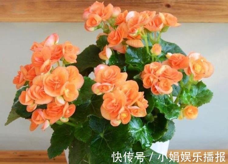 茶花|4种花很好养,耐热耐晒更耐旱,养一盆一年四季都在开!